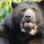 oso