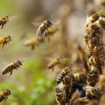 abejas-990×660