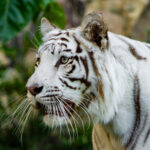 tigre